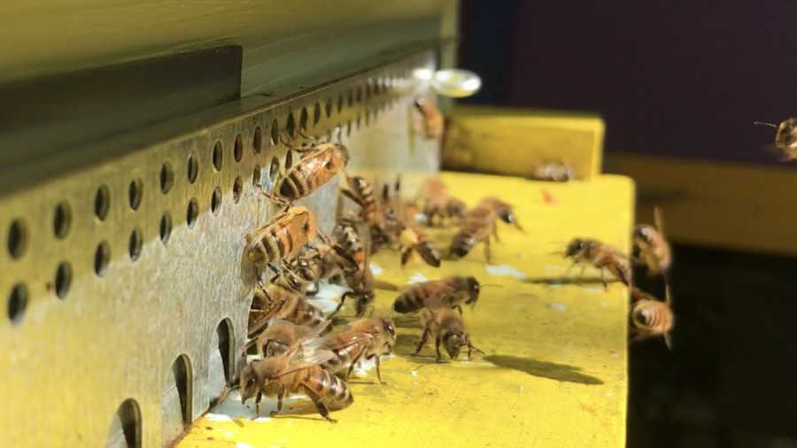 Des Arbres et Des Abeilles