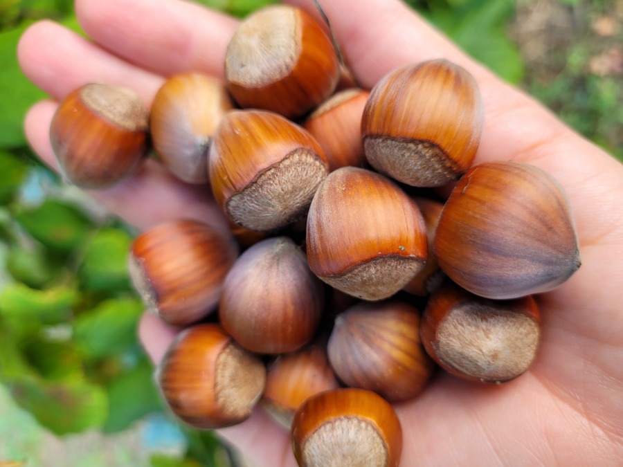 Noxi Fruits
