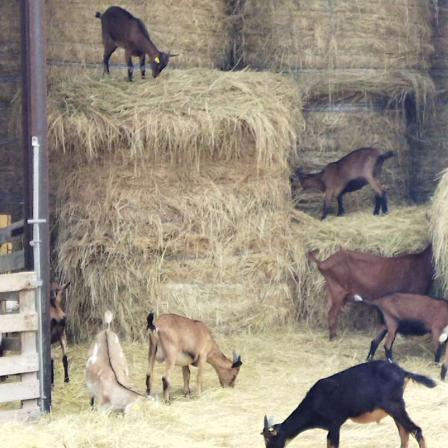 Les Biquettes de Romnel