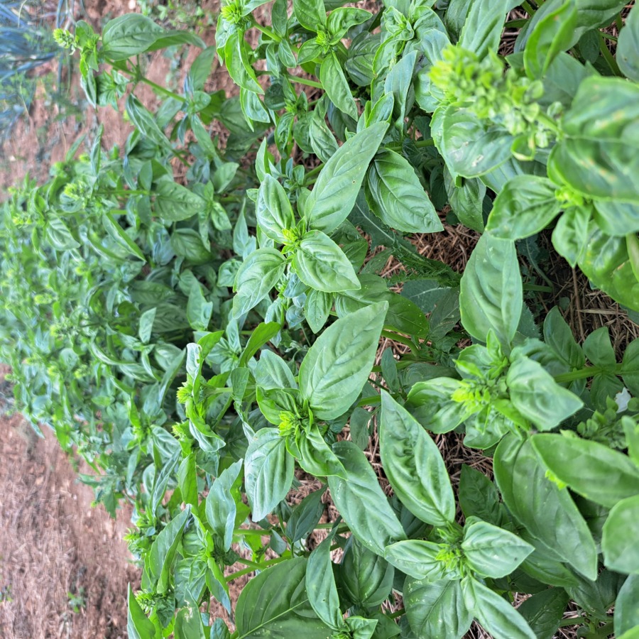 L'Atelier aromatique