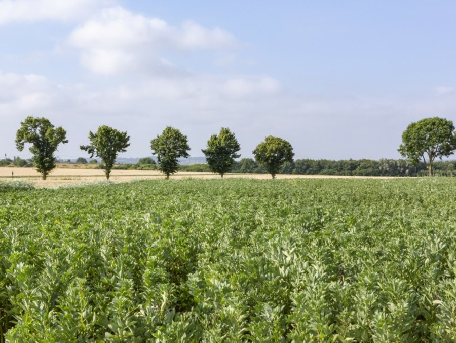 Le Bon Plant