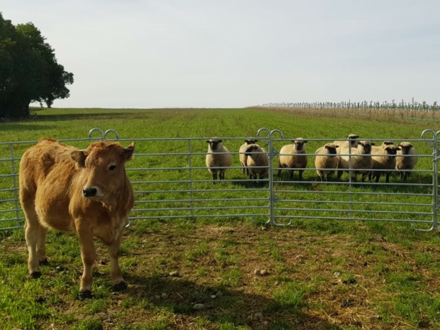 La Ferme de l’abondance