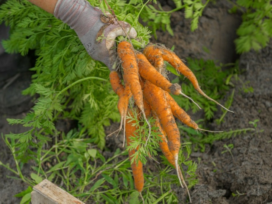 Le Village Potager