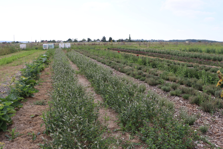 L'Atelier aromatique