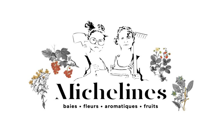 BeeZard Delights cultivé par Michelines