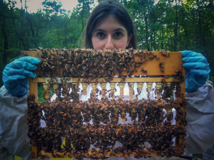 L'abeille autonome