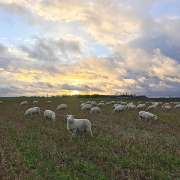 Les p'tites fermes de la Brie