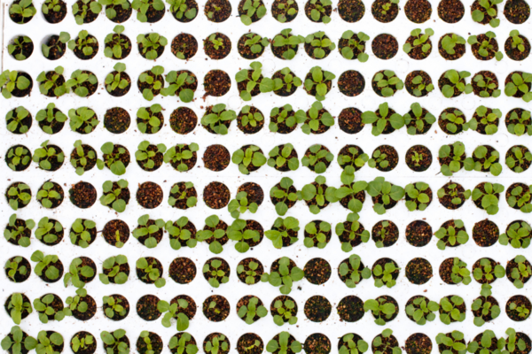 Plants