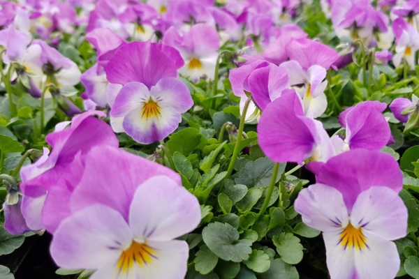 Fleurs