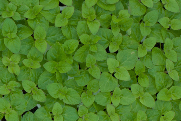 Plants