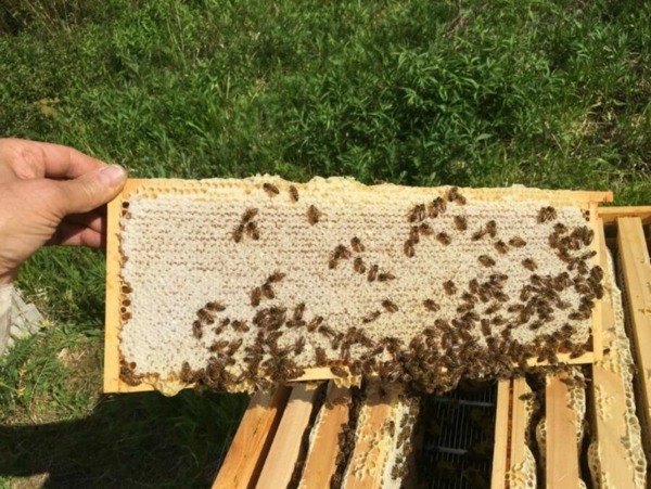 Ruchers Laurent LE BAIL Hausse