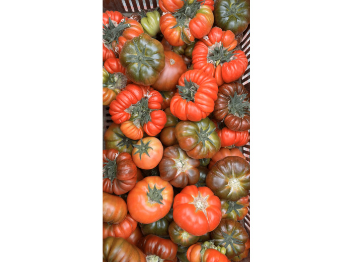 TOMATES ANCIENNES DE PLEINE TERRE