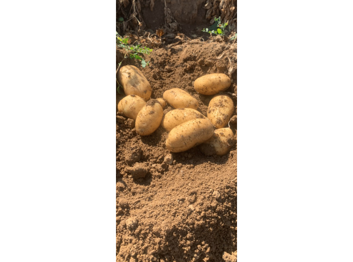 pommes de terre