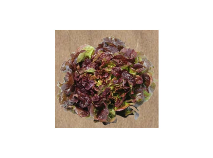 salade feuille de chene rouge