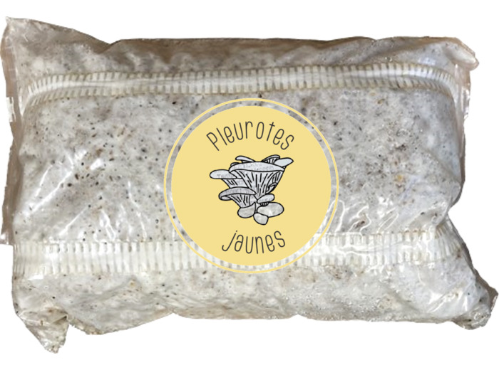 Pain Mycélium Pleurotes Jaunes