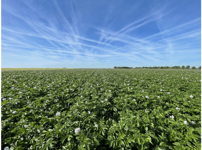 Pommes de terre de consommation brossées