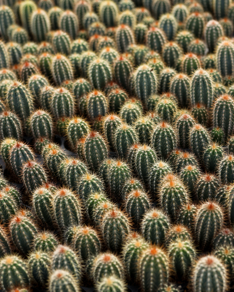 le cactus français