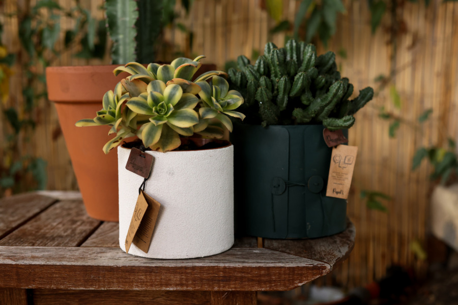 Le cactus français