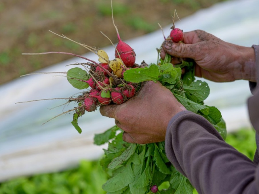 Le Village Potager