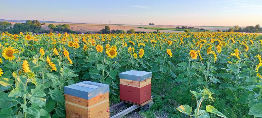 Les Abeilles de l'Hautil