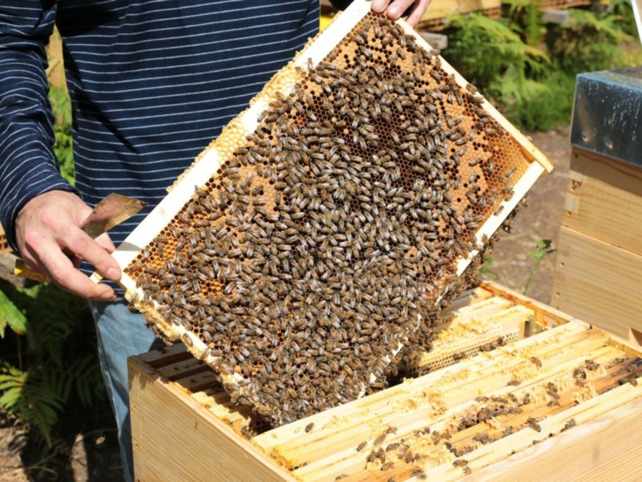 Eleveurs d’abeilles Buckfast