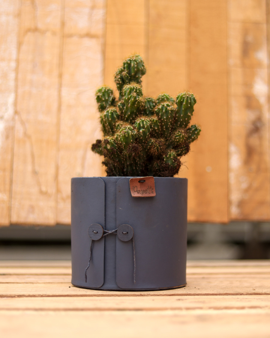 le cactus français