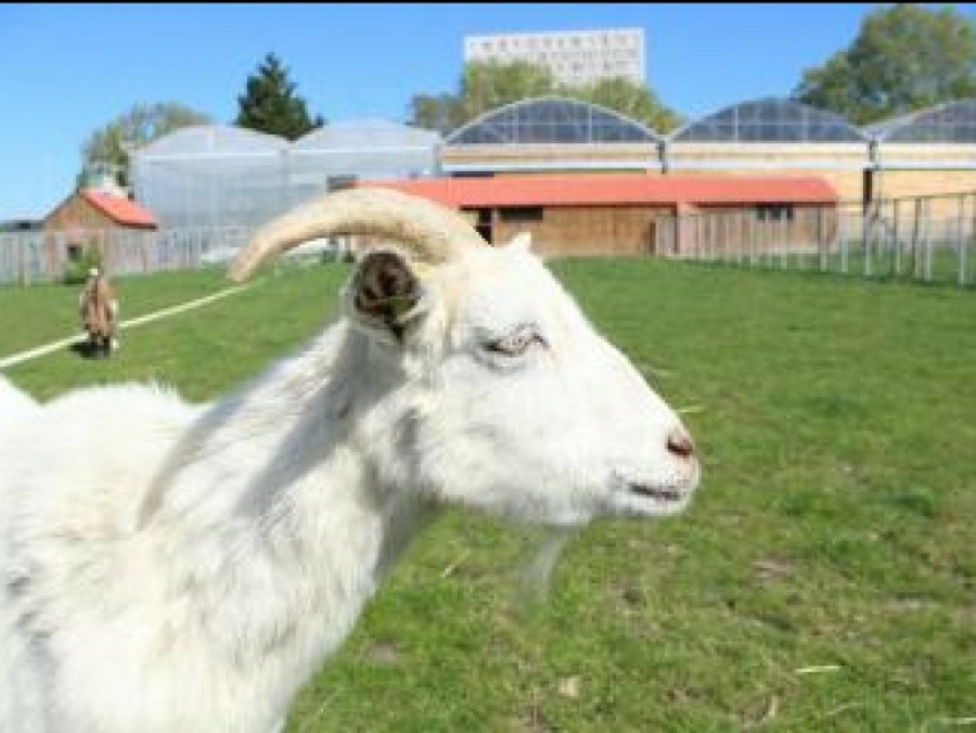 Ferme Ouverte de Saint-Denis