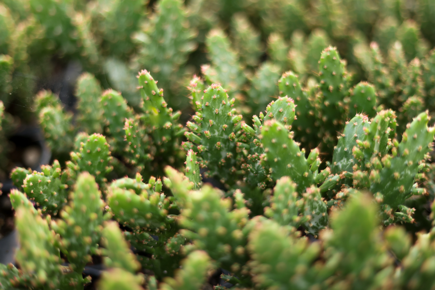 le cactus français