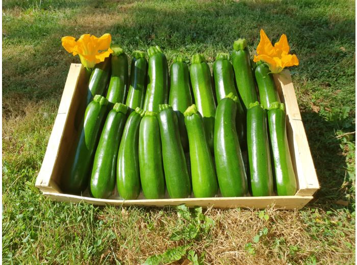 COURGETTE