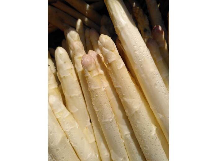 Asperges blanches Bio