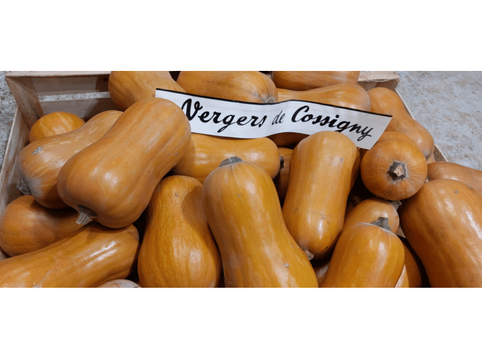 Butternut Doré de Cossigny