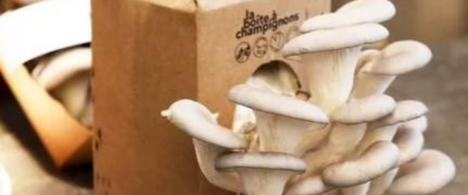 la boîte à champignons